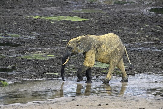 African forest elephant (Loxodonta cyclotis) in the Dzanga Bai forest clearing, Dzanga-Ndoki National Park, Unesco World Heritage Site, Dzanga-Sangha Complex of Protected Areas (DSPAC), Sangha-Mba&eacute;r&eacute; Prefecture, Central African Republic