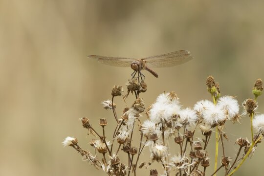 Common darter dragonfly (Sympetrum striolatum) adult insect resting on plant seedheads in summer, England, United Kingdom