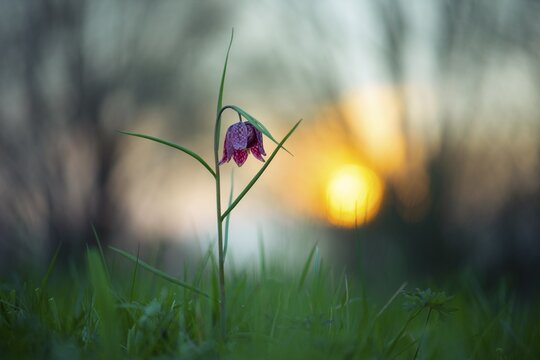 Snake's Head Fritillary (Fritillaria meleagris) at sunrise in a wet meadow in spring, Berne, Lower Saxony, Germany
