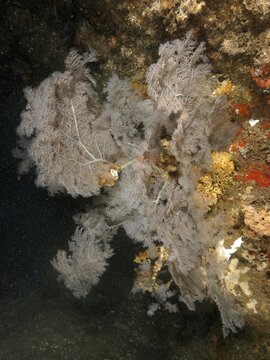 Christmas tree coral (Antipathes dendrochristos), bush coral, Aliwal Shoal dive site, Umkomaas, KwaZulu Natal, South Africa