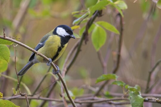 Great tit, great tit, parus major, birds, tits, passeri, songbirds, songbirds, tits, birds