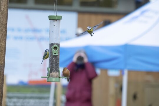 Blue tit (Cyanistes caeruleus) and Chaffinch (Fringilla coelebs) adult garden birds at a bird feeder being viewed by a bird watcher, RSPB Minsmere nature reserve, Suffolk, England, United Kingdom