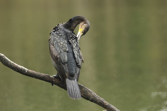 Great cormorant (Phalacrocorax carbo) Plumage care on a branch above the water, Allg&auml;u, Bavaria, Germany