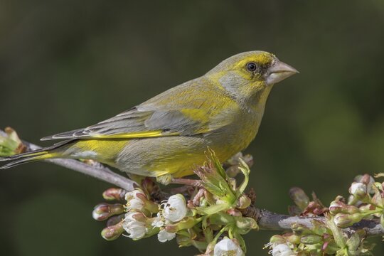 A male greenfinch (Carduelis cloris) on a flowering cherry tree branch with a harmonious expression, Baden-W&uuml;rttemberg, Germany