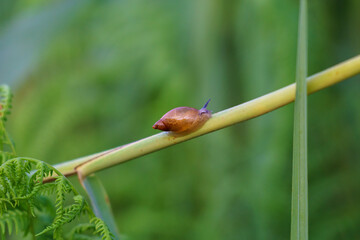 European amber snail a small snail on grass stem. © Brian Scantlebury