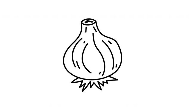 garlic sketch