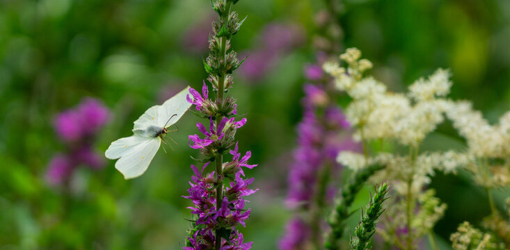 Green-veined white butterfly (Pieris napi)in flight approaching spike of purple loosestrife (Lythrum salicaria) flowers.