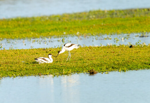 Pair of Pied Avocets (Recurvirostra avosetta) interactively bonding on a grassy wetland marsh