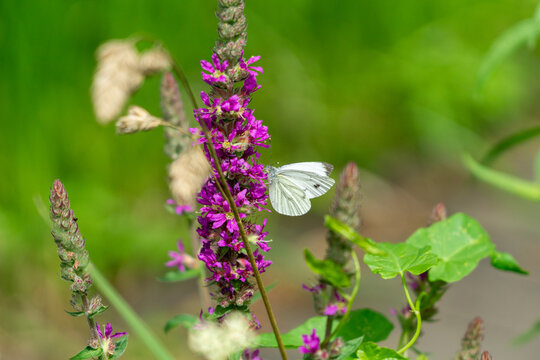 White cabbage butterfly or Pieris rapae is a small-to-medium-sized butterfly species.