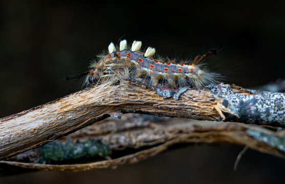 Rusty tussock moth caterpillar (also known as a vapourer moth caterpillar, Orgyia antique