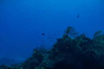 Edge of a coral reef with seaweed and fish. © Ян Кашенко