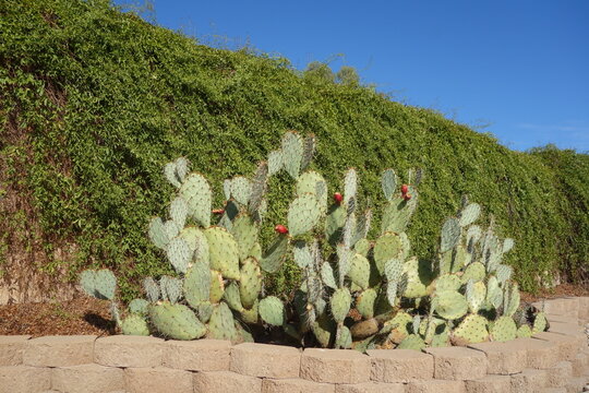 A large prickly pear cactus, Opuntia ficus-indica, displays vibrant red fruits and sharp spines against a dense green hedge under a clear blue sky, Phoenix, Arizona