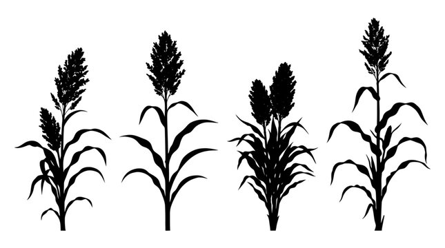 sorghum realistic black shadow silhouette isolate vector set