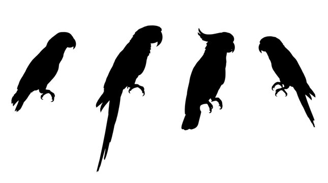 parrot realistic black shadow silhouette isolate vector set