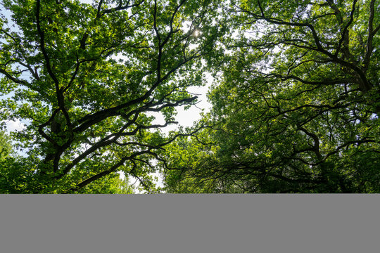 The image appears to show a lush green tree canopy viewed from below in a forest or woodland setting