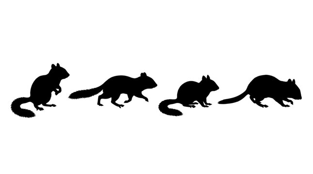 chipmunk realistic black shadow silhouette isolate vector set