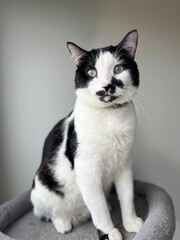 Close-up of a black and white cat looking thoughtfully © Anastasiia