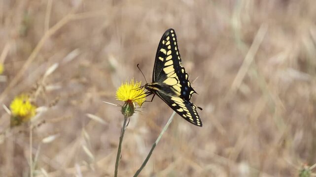 butterfly flapping wings on a flower 