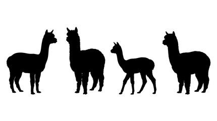 Fototapeta premium alpaca realistic black shadow silhouette isolate vector set