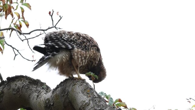 red-tailed hawk shaking feathers