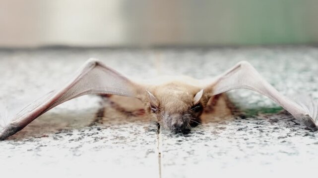 bat