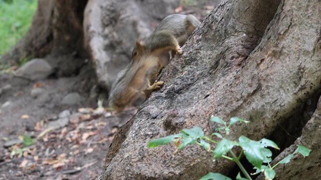 two squirrels playing with each other 