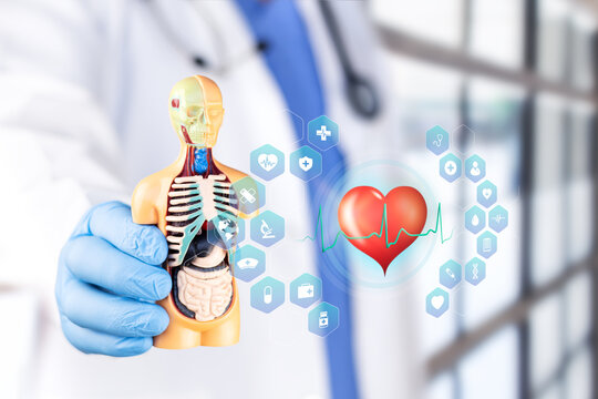 A doctor presents a chart with a heart icon for medical checkup planning, disease prevention, and wellness. Bokeh background.