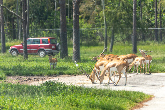 Safari drive through park. Cars driving near animals in cage free animal zoo