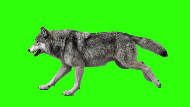 A detailed 3D animated wild grey wolf running at full speed in side view, isolated against a bright chroma key green screen background. Great for action movie VFX, video game trailers, nature commerci