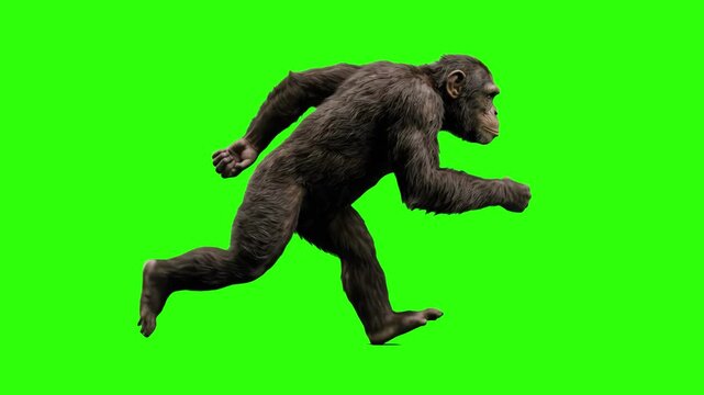 A realistic 3D chimpanzee running fast in side view profile, isolated on a solid green chroma key background. Perfect for wildlife documentaries, educational animal animations, nature visual effects, 
