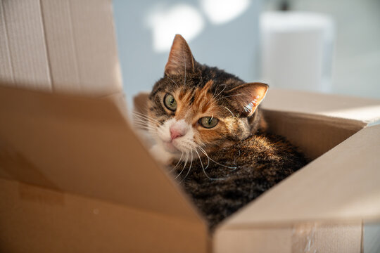 Relaxed calico cat rests inside favorite cardboard box, enjoying secure hiding place while quietly observing the room and expressing familiar feline preference for small enclosed spaces. Cat life. 