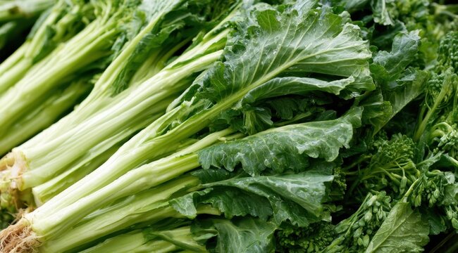 Fresh green rapini stalks with crisp leaves and stems in a natural market display