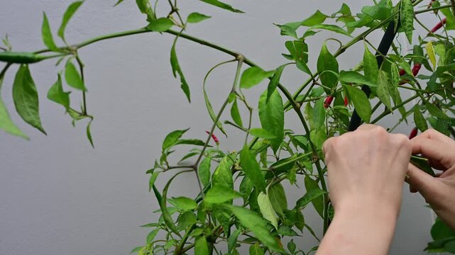 Someone hands picking red chillies from chilli Tree. Chili peppers (Capsicum annuum) are the fruits of Capsicum pepper plants, notable for their hot flavor.