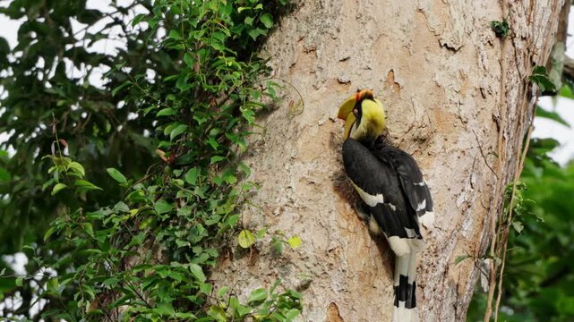 yellow billed hornbill
