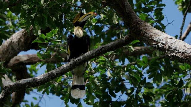 yellow billed hornbill