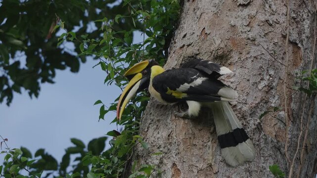 yellow billed hornbill