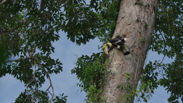 yellow billed hornbill