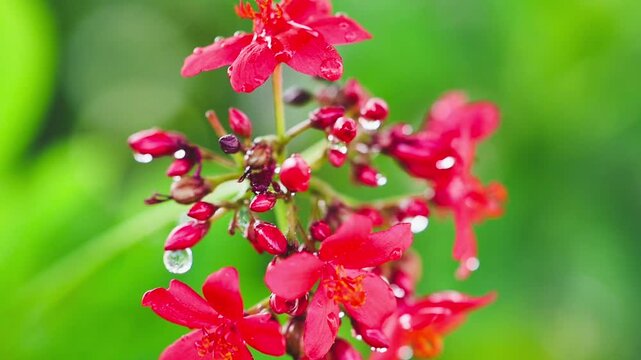 Red jatropha blossoms covered in fresh water droplets after rain slow motion 180fps Captured in Cinematic High Detail Footage