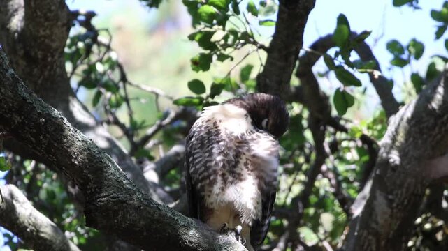 juvenile red-tailed hawk pruning its feather 