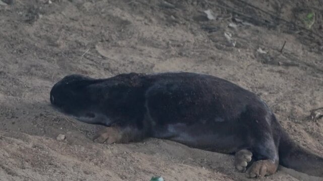 seal on the beach