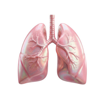 Healthy pink lungs 3d render displaying detailed respiratory organ anatomy and trachea