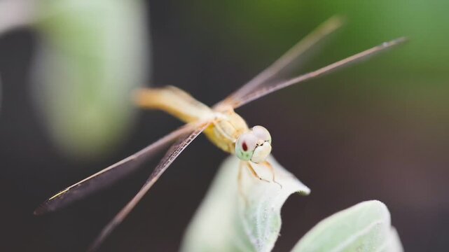 Detailed view of a beautiful dragonfly sitting calmly on a plant stem slow motion 180fps Captured in Cinematic High Detail Footage