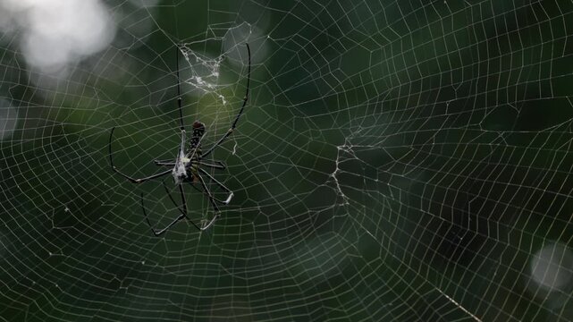 spider on a web