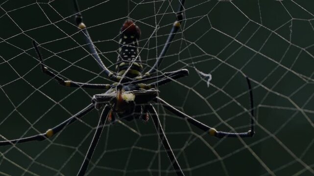 spider on a web