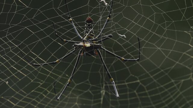 spider on a web