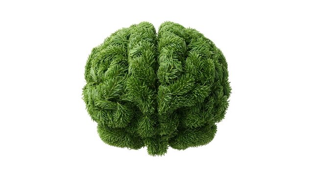 Human brain shape made of green pine needles isolated on white background.