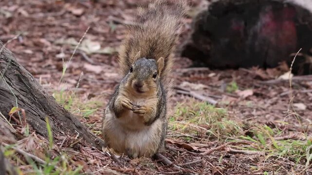 cute fox squirrel eating nuts in slow motion 