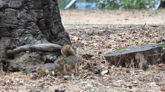 fox squirrels fighting in the woods 