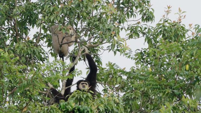 gibbon