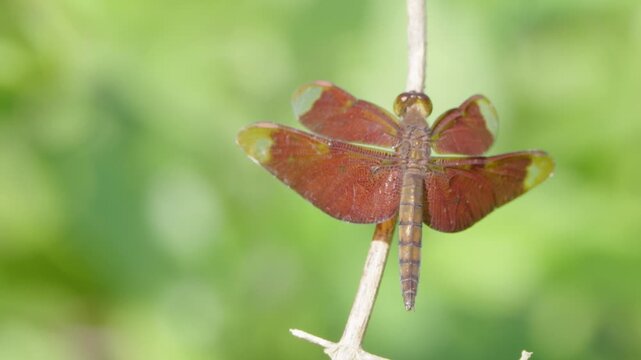 dragonfly